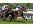  Carrera: P.Jose Luis Martínez "Magic" Caballo: Velerin Monta: R.Sousa
